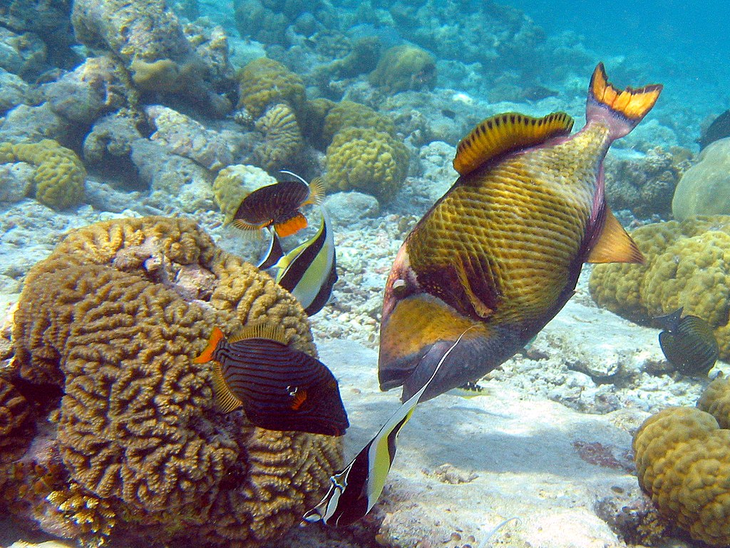 Titan Triggerfish