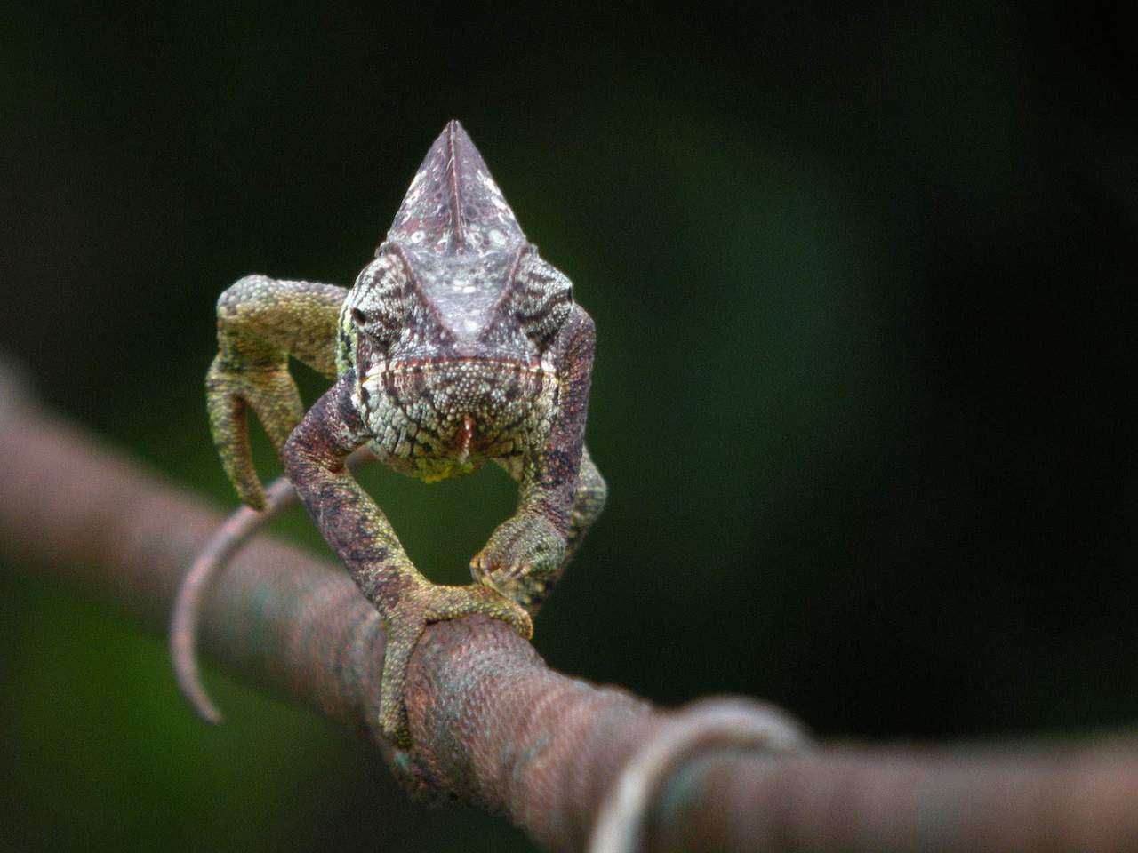 Malagasy giant chameleon, Lake Ravelobe, Madagascar