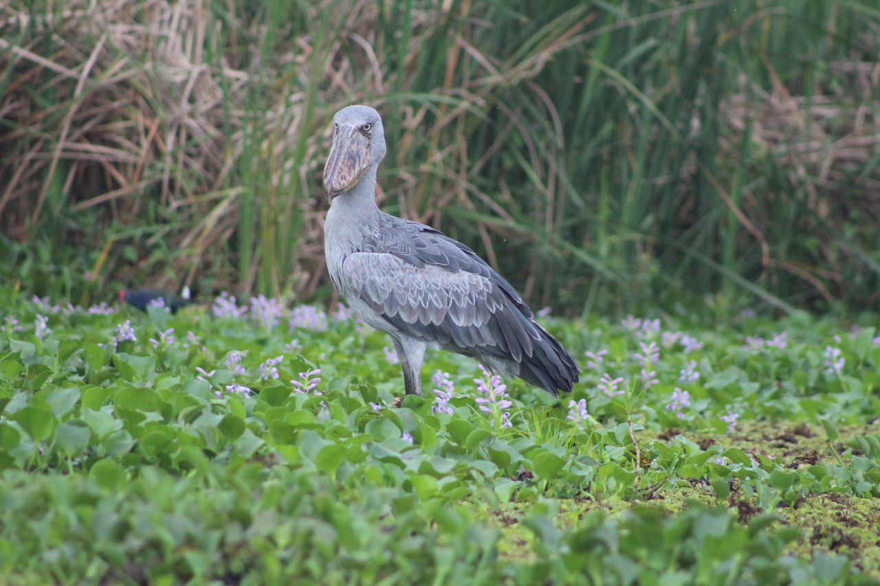 Shoebill