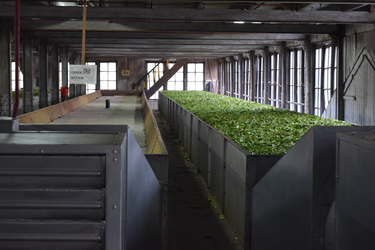 Sri Lanka tea factory