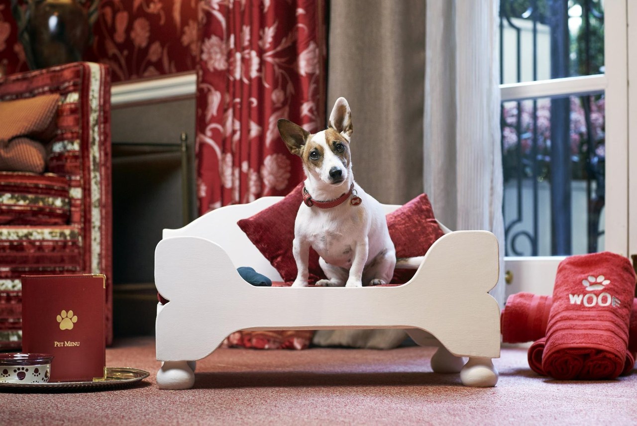 Dog in Egerton House Hotel