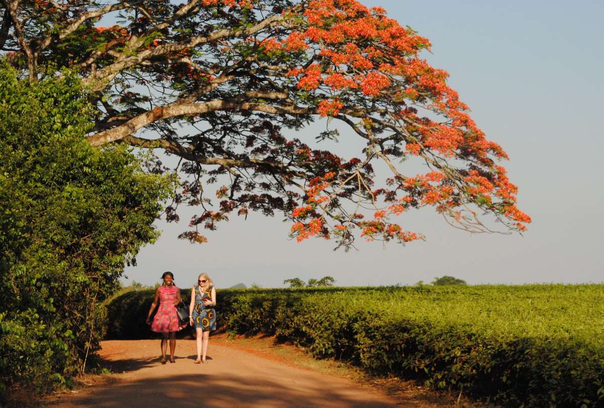 Huntingdon House: leisurely walk