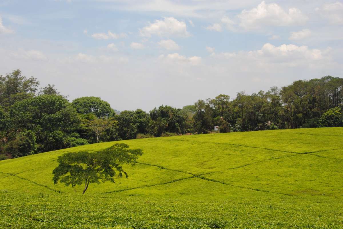 Tea plantation