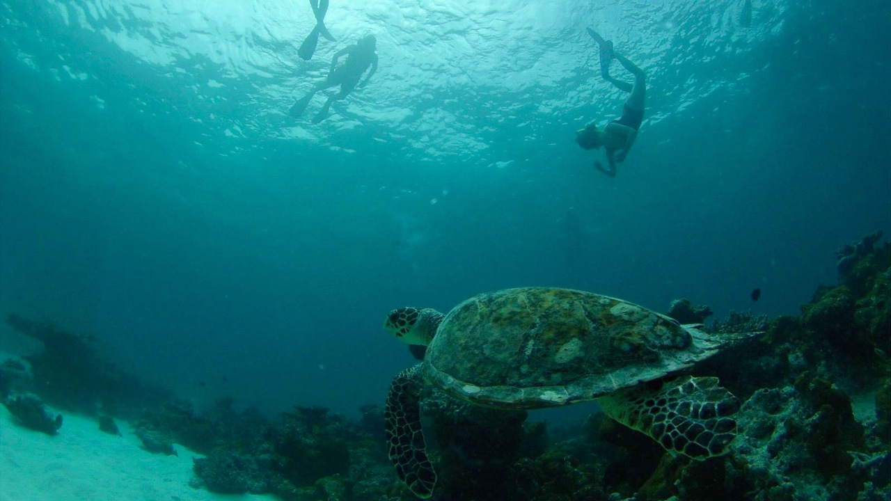 Furaveri snorkelling hawksbill turtle