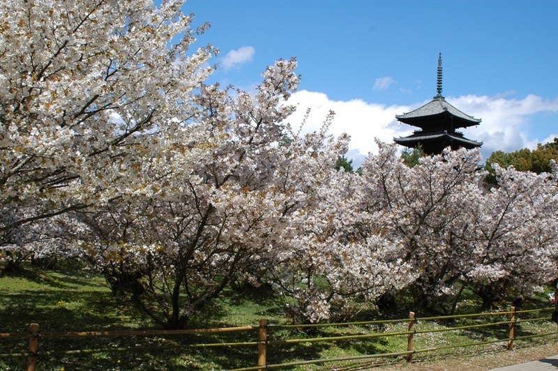 Ninna-ji Temple during spring blossom season