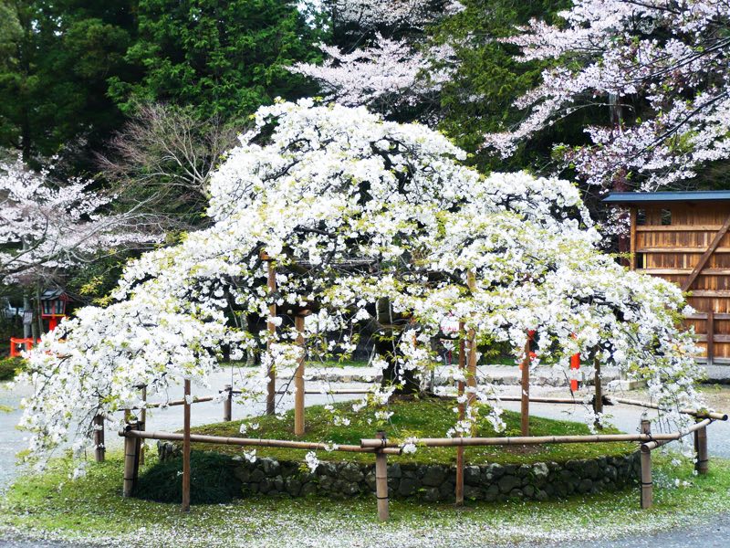 Sengan-sakura at Oharano Shrine