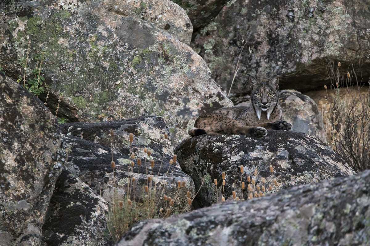 Iberian lynx